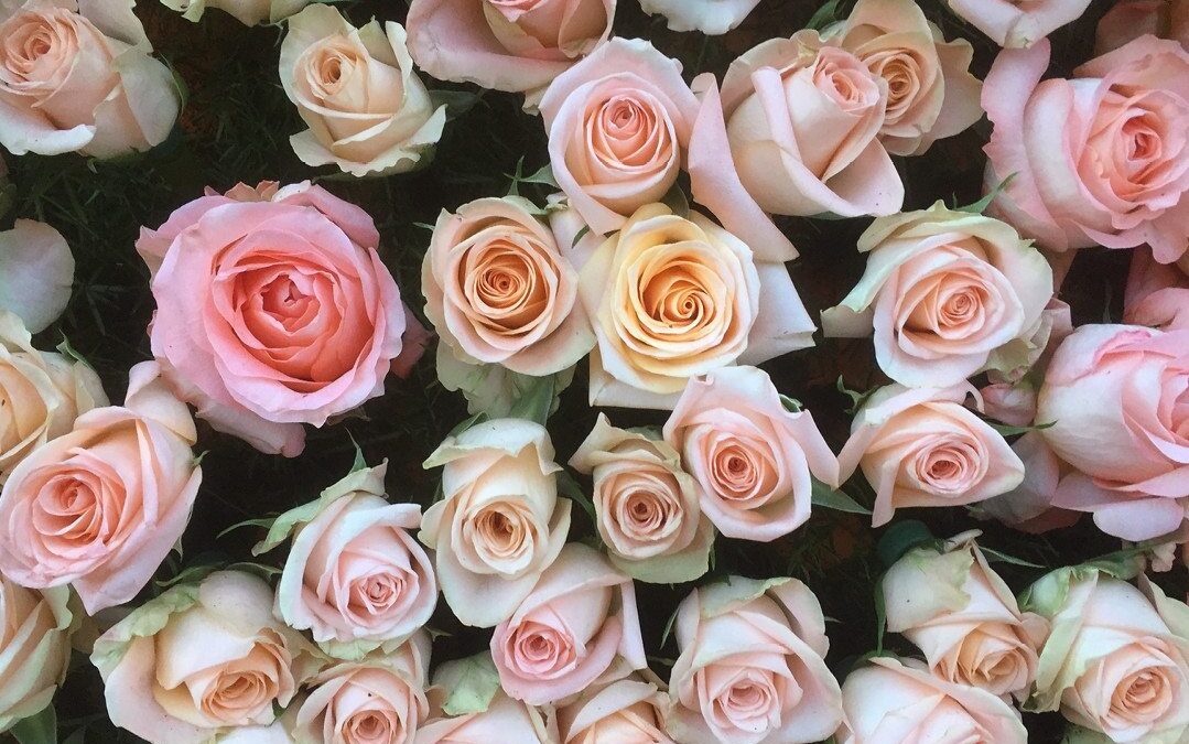 Help Send Vanguard to the 2017 Rose Parade!